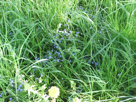 Blaue Blümchen im Gras