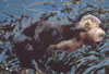 seaotter cub resting in kelp bed