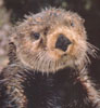 Portraitaufnahme eines erwachsenen Seeotters