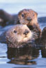 seaotters watching