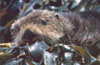 young seaotter wrapped in kelp