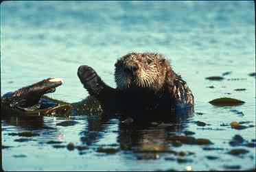 Seeotter waving