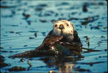 Seeotter eating