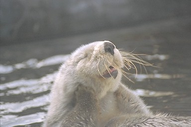 Putzen ist wichtig für Seeotter