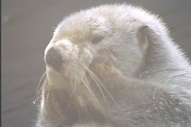Sea otter cleaning her face