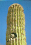 Eule in Sauaro Kaktus