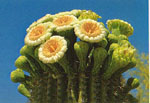 Saguaro Blüte