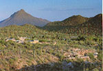 Sonora Wüsten Museum