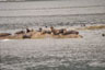 Seelöwen in Misty Fjords