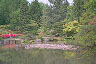 pond in Japanese tea garden