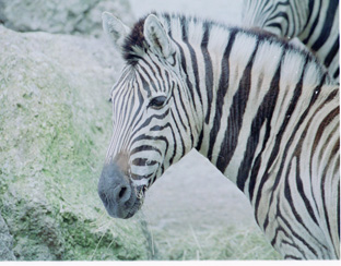 Zebra hält den Kopf ganz ruhig