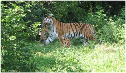 New born tigers in the Zoo Helllabrunn, Munich