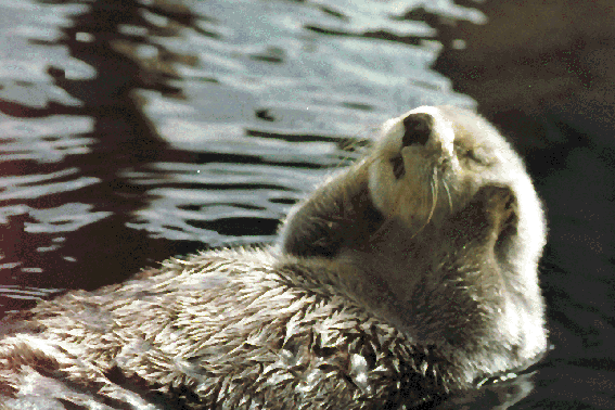 Seaotter in Tacoma