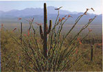 Occotillo Kaktus