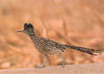 Road Runner