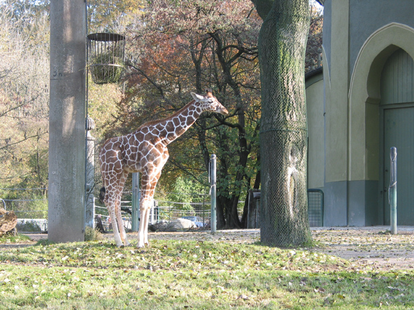 Tierpark 060