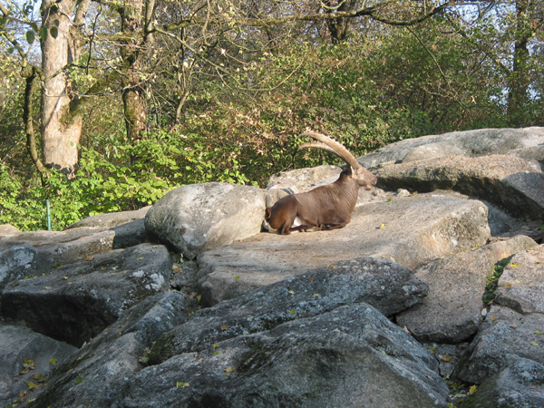 Tierpark 066