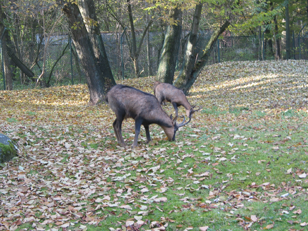 Tierpark 070