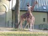 Giraffen