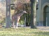 Giraffen