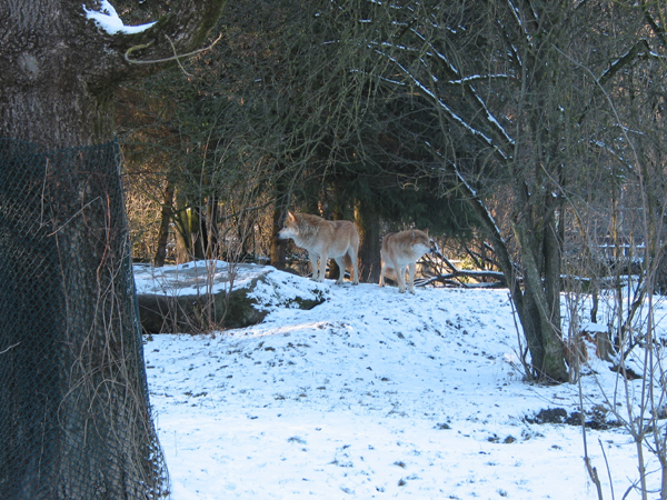 Hellabrunn 079