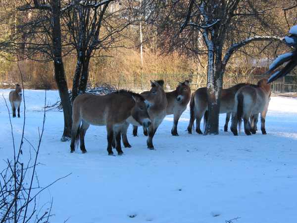 Hellabrunn 083